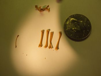Media type: image;   Herpetology R-18364